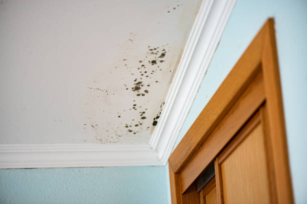 Best Emergency Mold Removal  in Lake Andes, SD