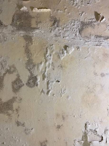 Best Fast Mold Removal  in Lake Andes, SD