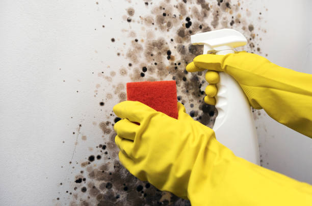 Best Professional Mold Removal  in Lake Andes, SD