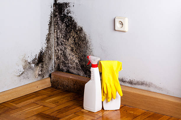 Best Toxic Mold Removal  in Lake Andes, SD