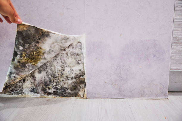Best Office Mold Removal Services  in Lake Andes, SD